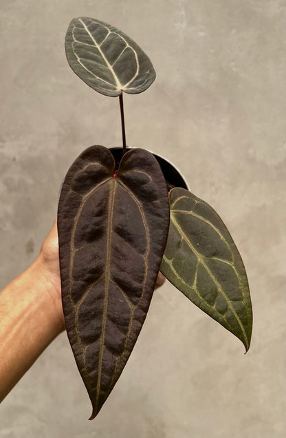 Anthurium (Dark Handsome x Red Velvet Cake) x Michelle Variegated