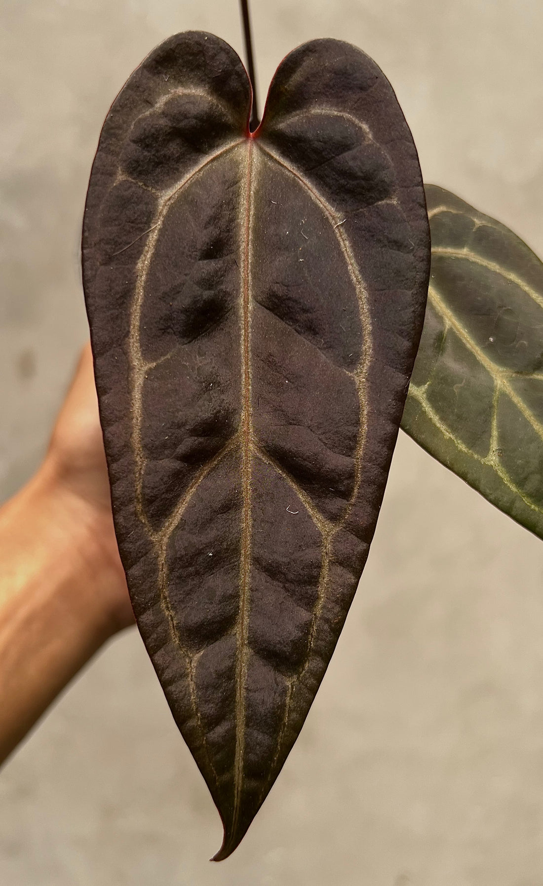 Anthurium (Dark Handsome x Red Velvet Cake) x Michelle Variegated
