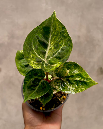 Anthurium Silver KOS x Michelle
