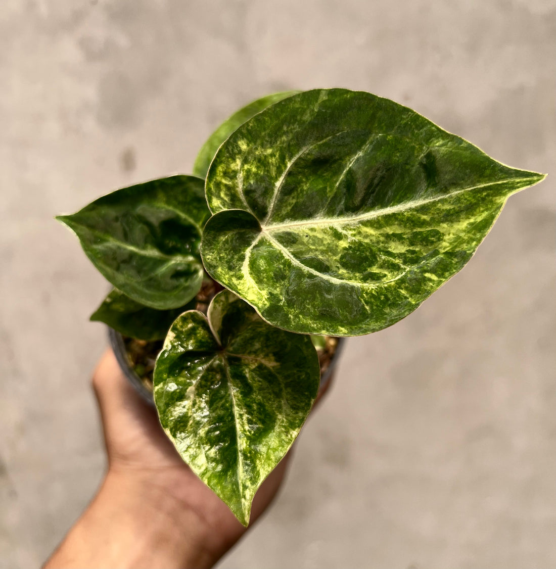 Anthurium Silver KOS x Michelle