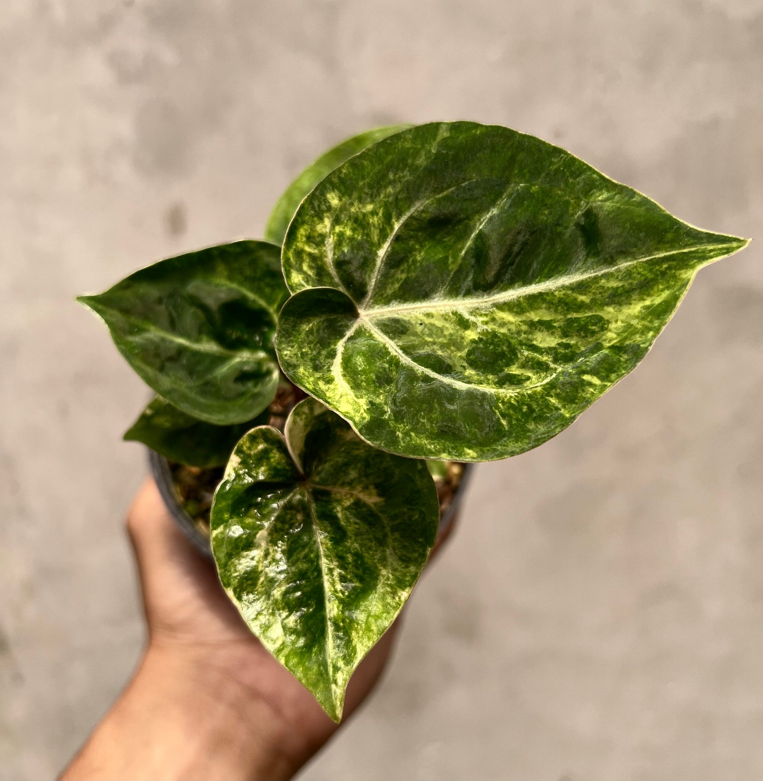 Anthurium Silver KOS x Michelle