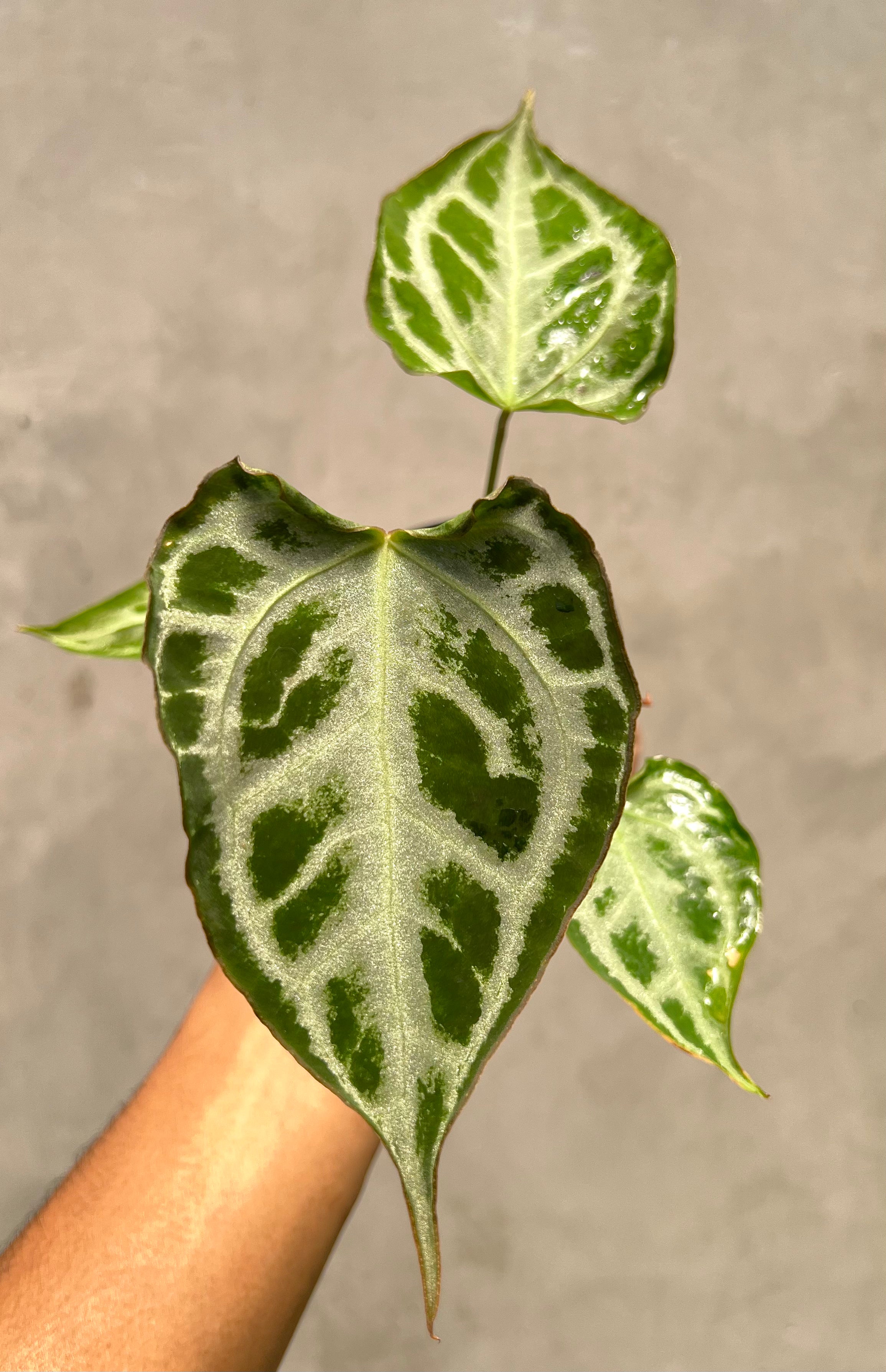 Anthurium Muchlis x RC NSE