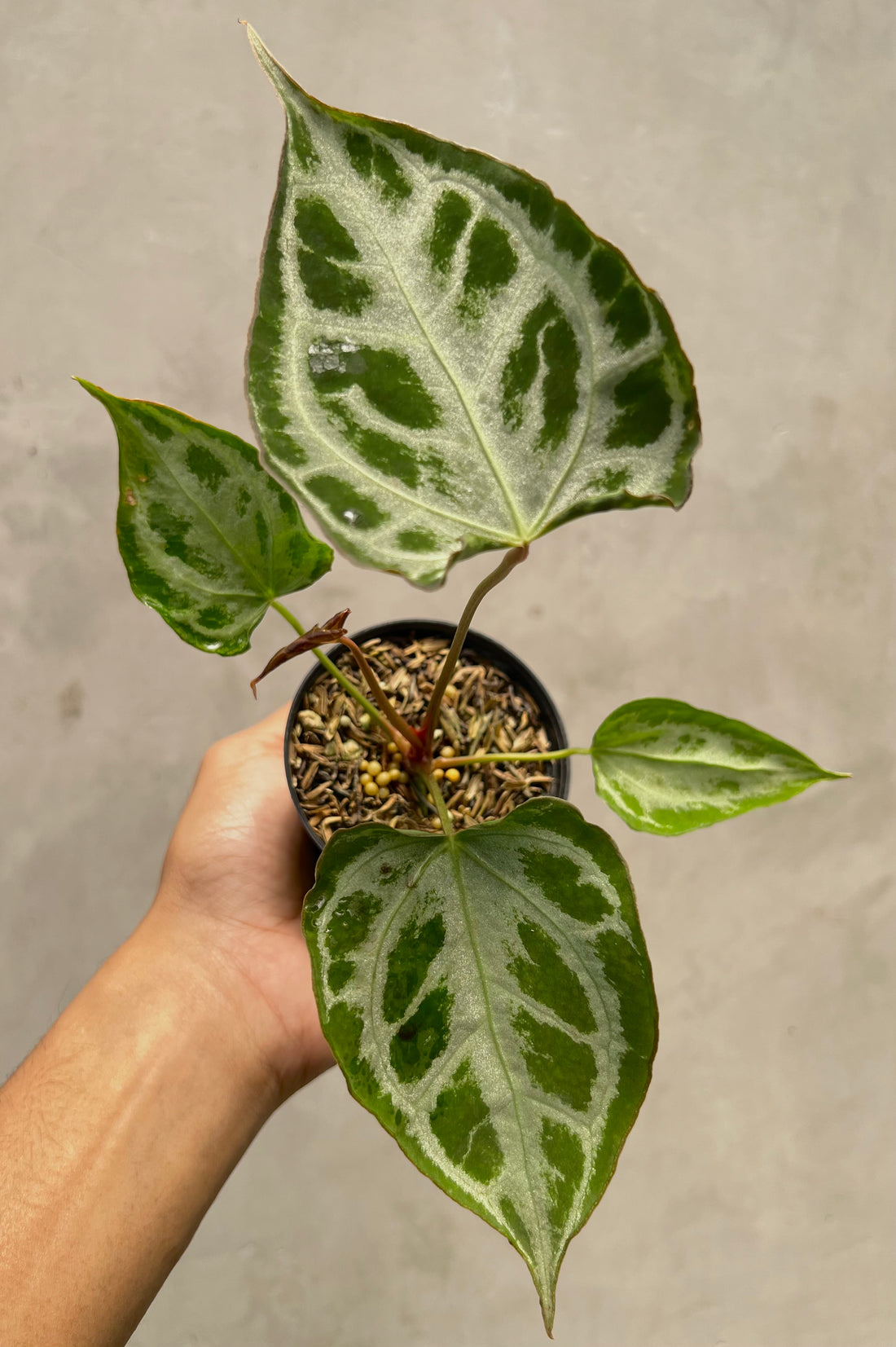 Anthurium Muchlis x RC NSE