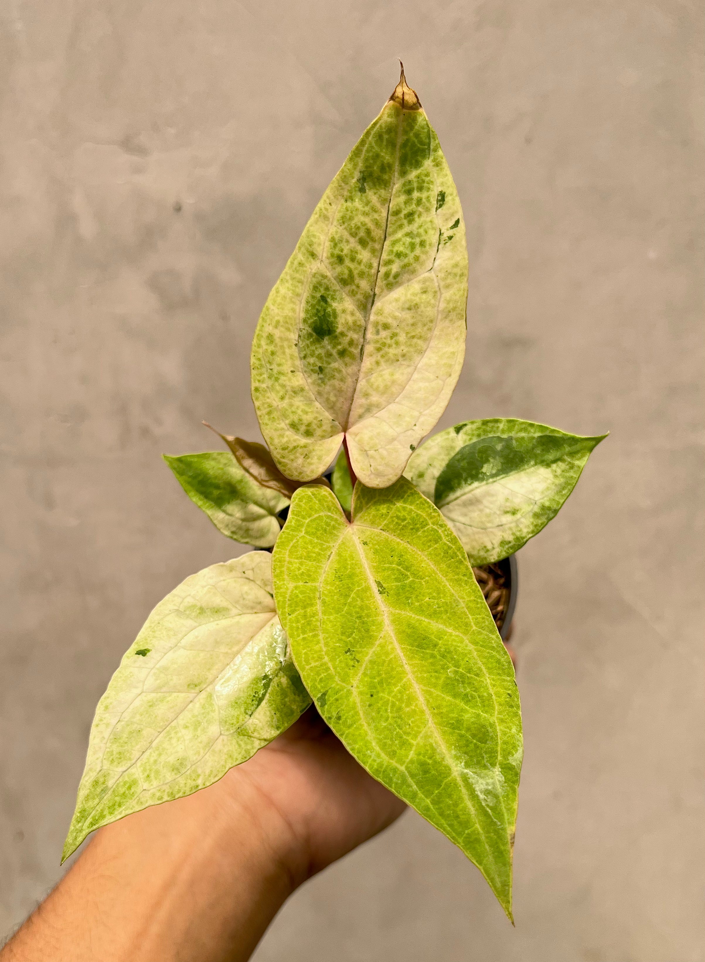 Anthurium RVDP Mint Variegated