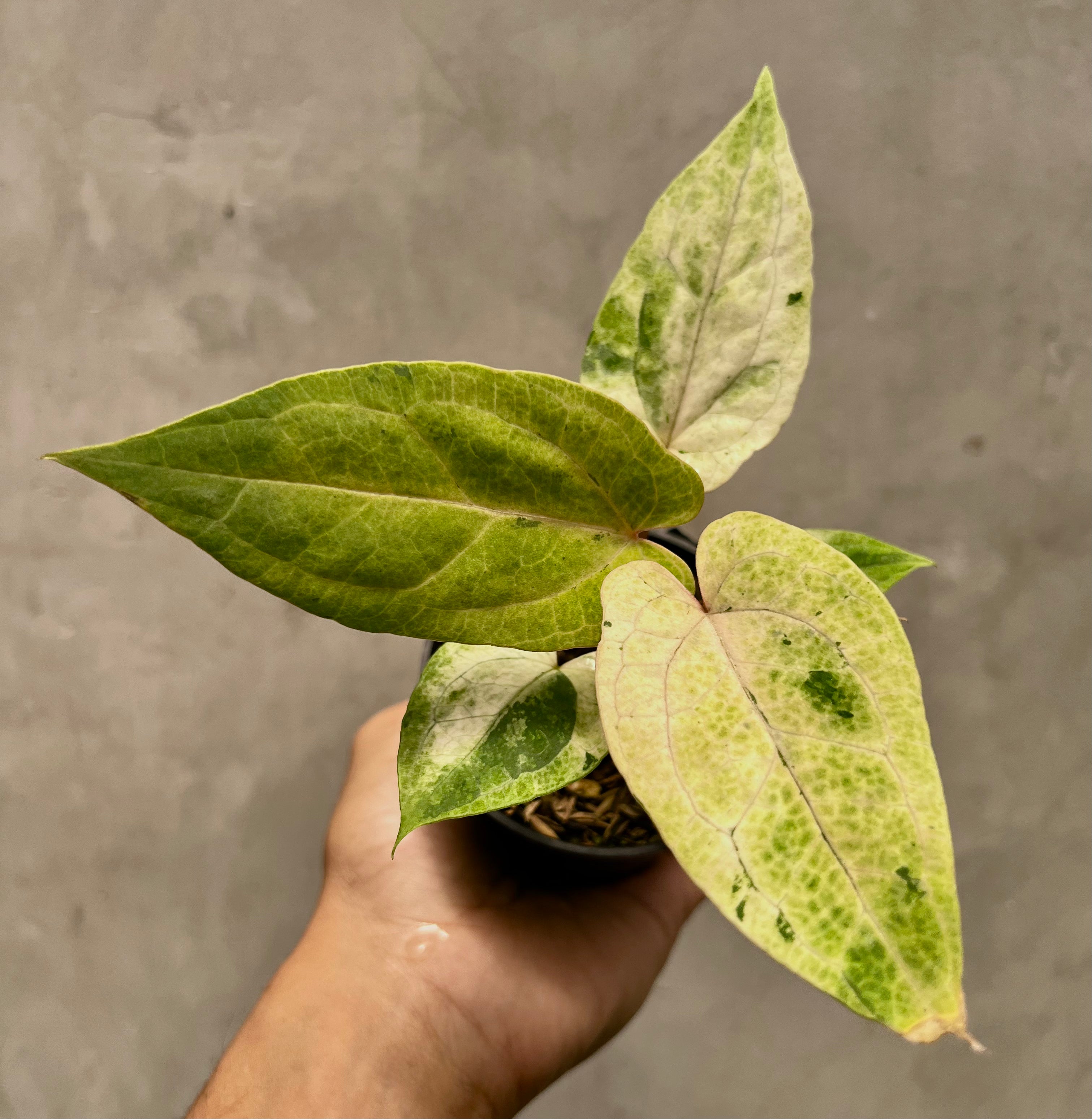Anthurium RVDP Mint Variegated