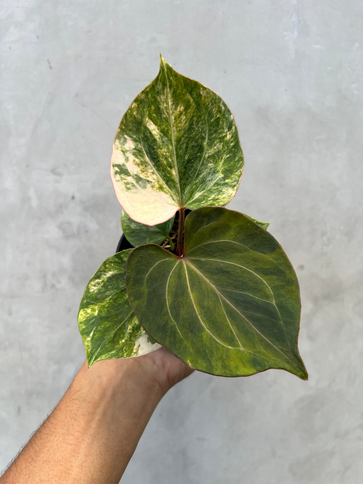 Anthurium King Of Spades Variegated