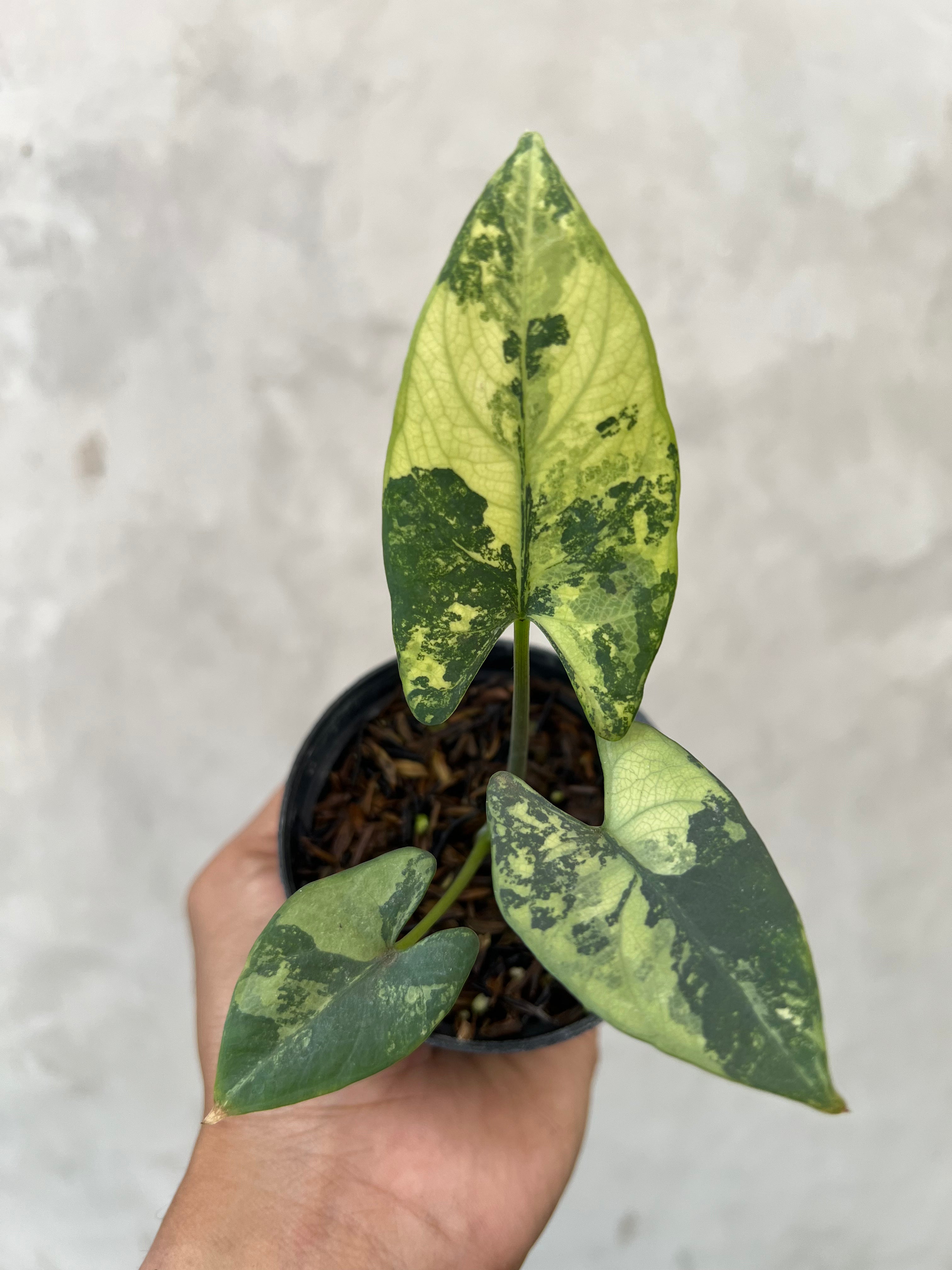 Alocasia Scabriuscula Albo Variegated