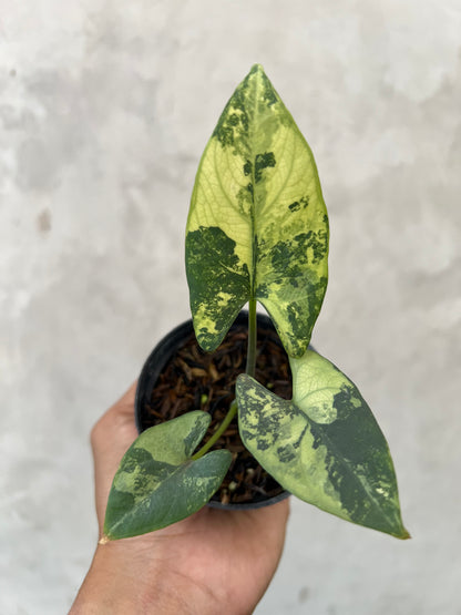 Alocasia Scabriuscula Albo Variegated