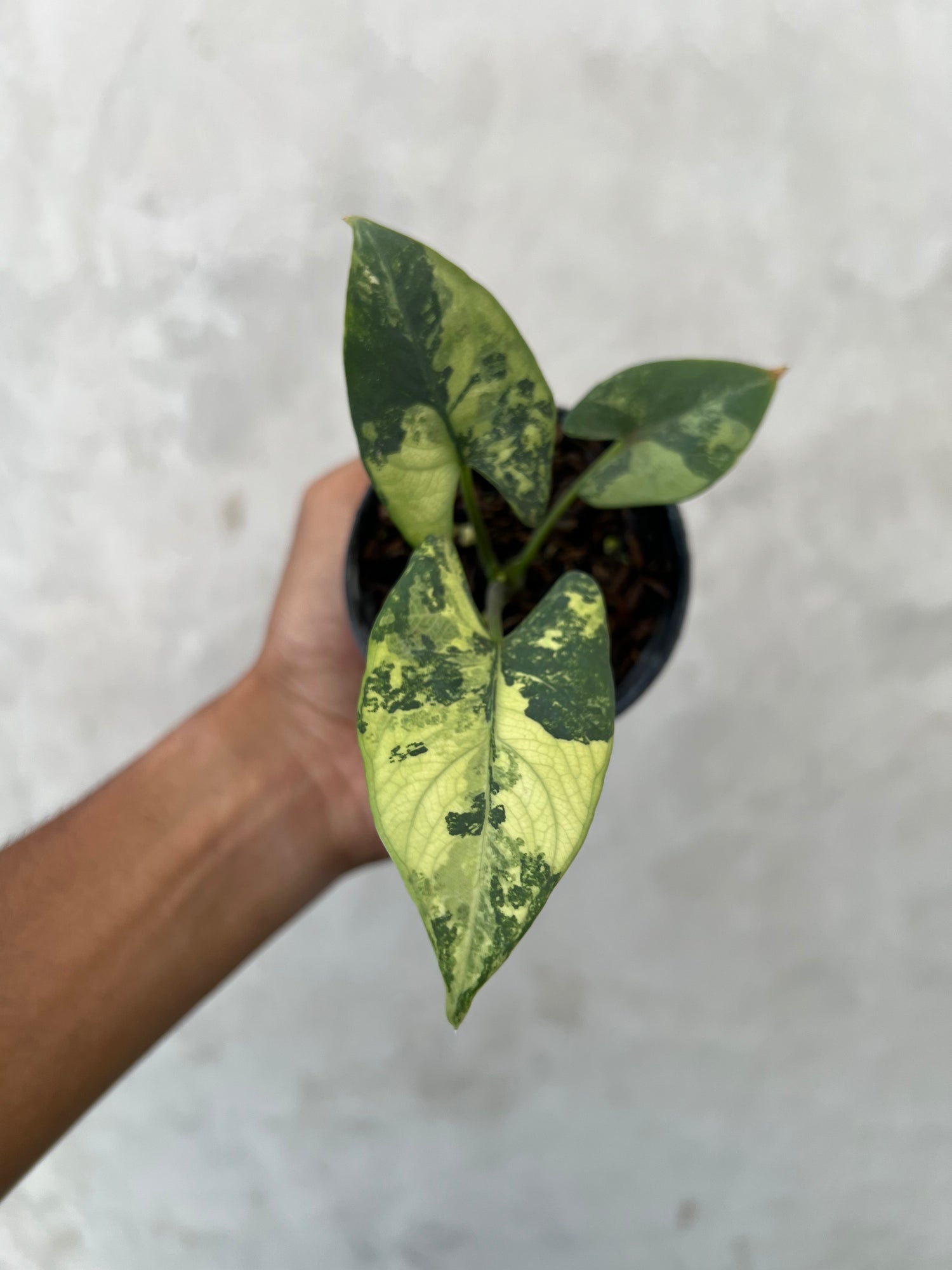 Alocasia Scabriuscula Albo Variegated