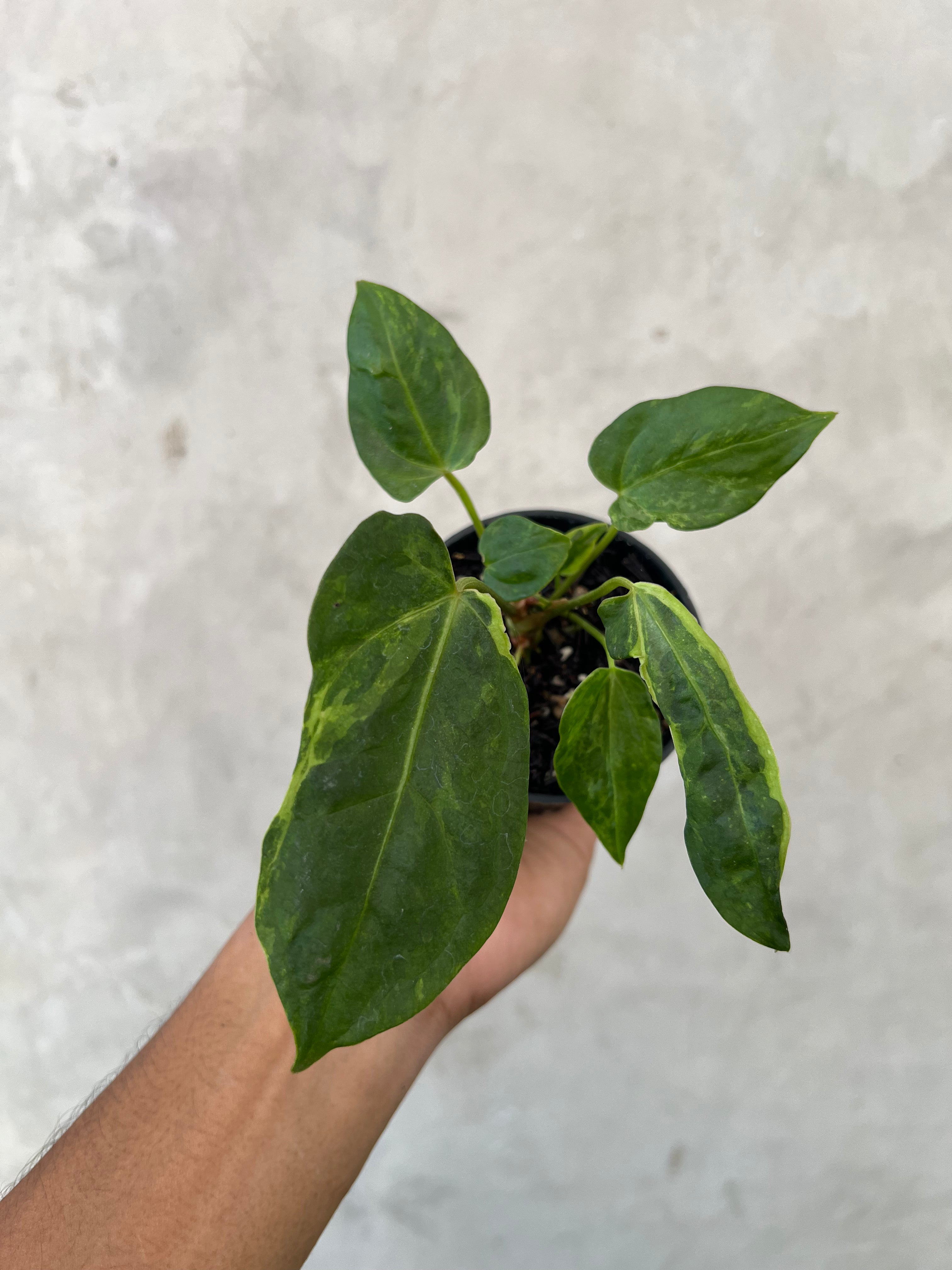 Anthurium Portillae x Forgetii Variegated