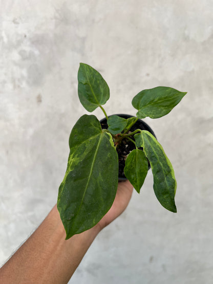Anthurium Portillae x Forgetii Variegated