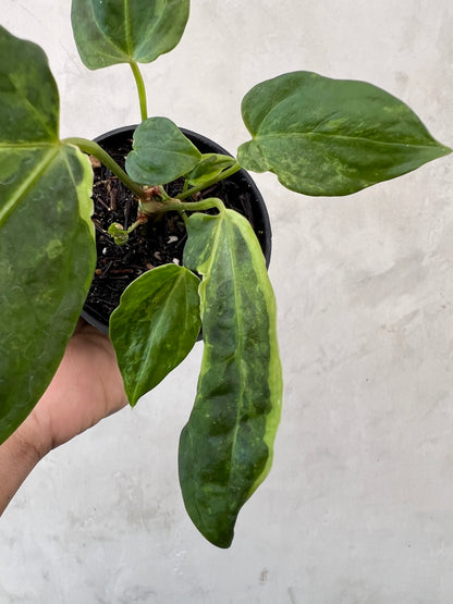 Anthurium Portillae x Forgetii Variegated