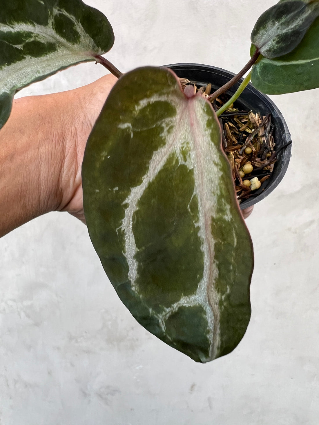 Anthurium Venom