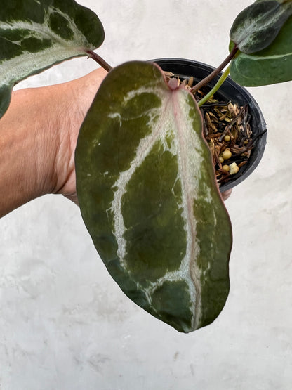 Anthurium Venom