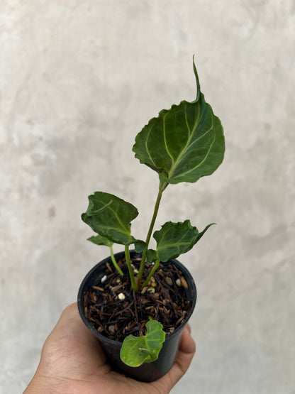 Anthurium Meatball x Ghandiwa Selected