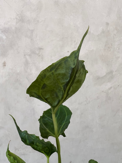 Anthurium Meatball x Ghandiwa Selected