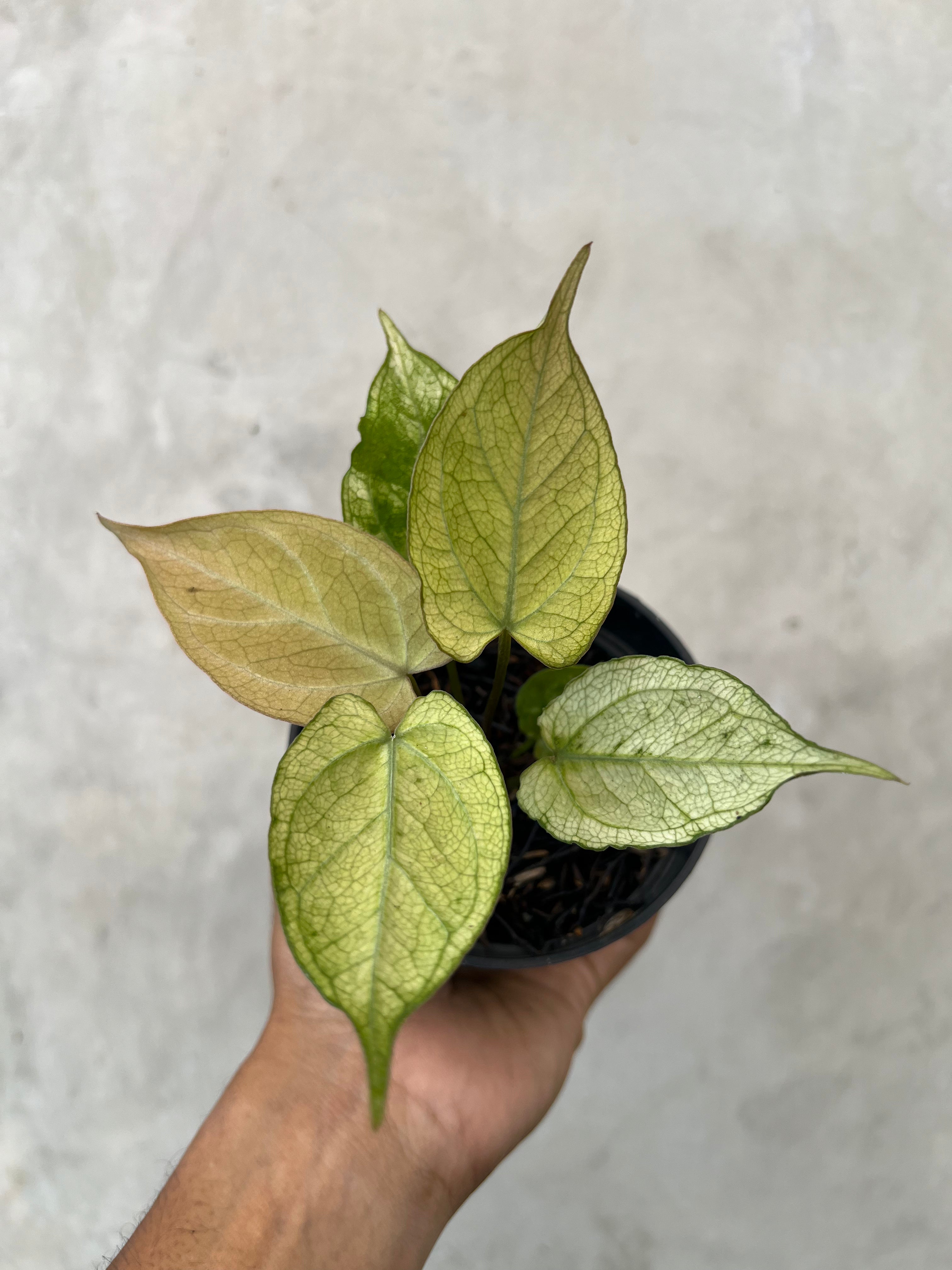 Anthurium Papilillaminum Variegated x (BVIT x ZM )