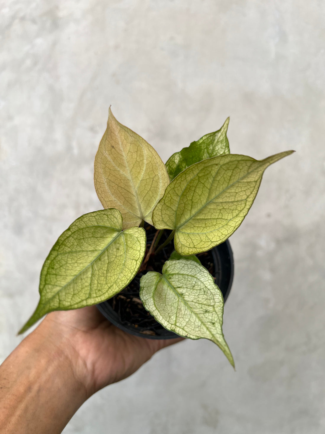 Anthurium Papilillaminum Variegated x (BVIT x ZM )