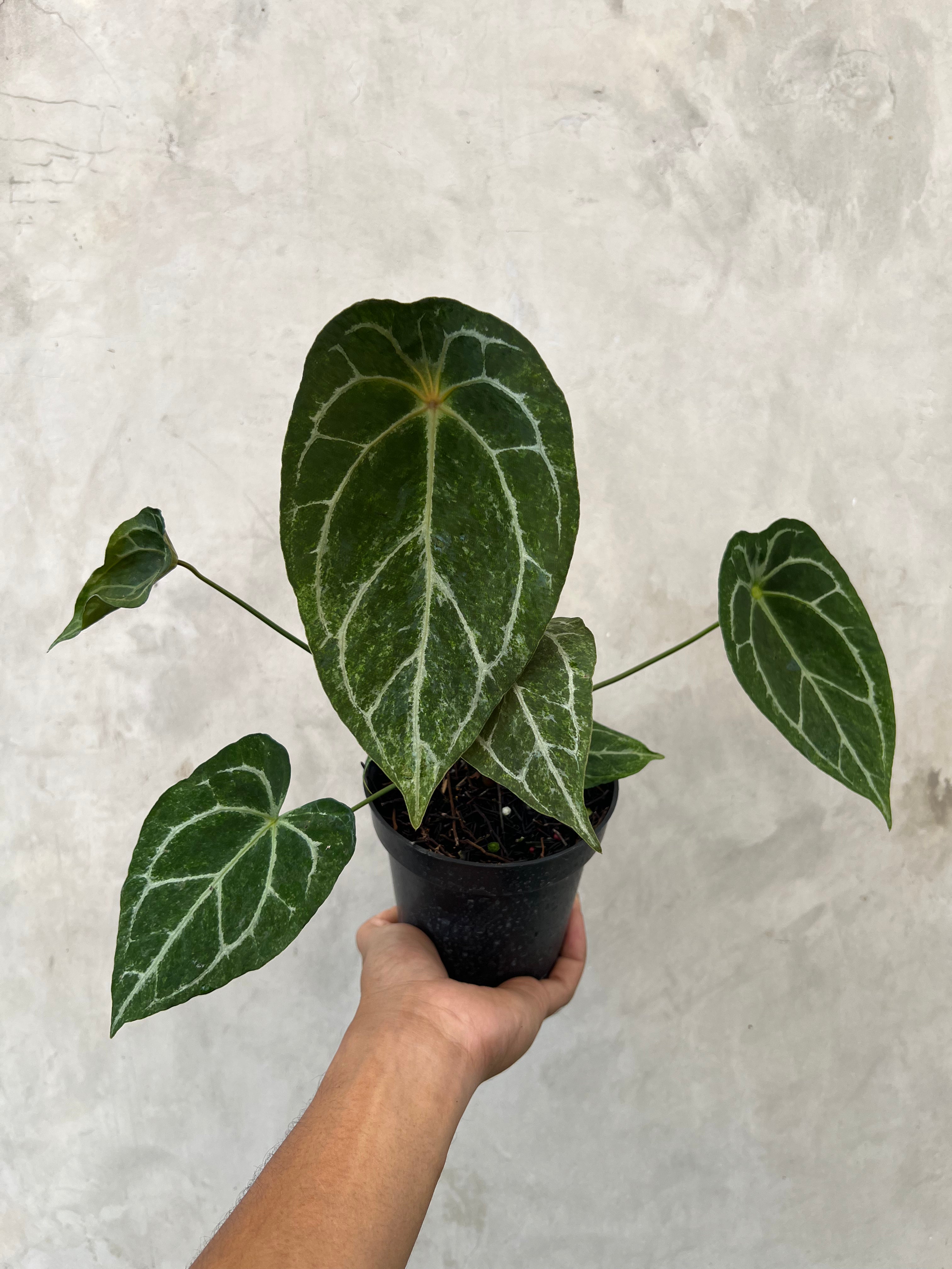 Anthurium Red Spider Platinum Variegated