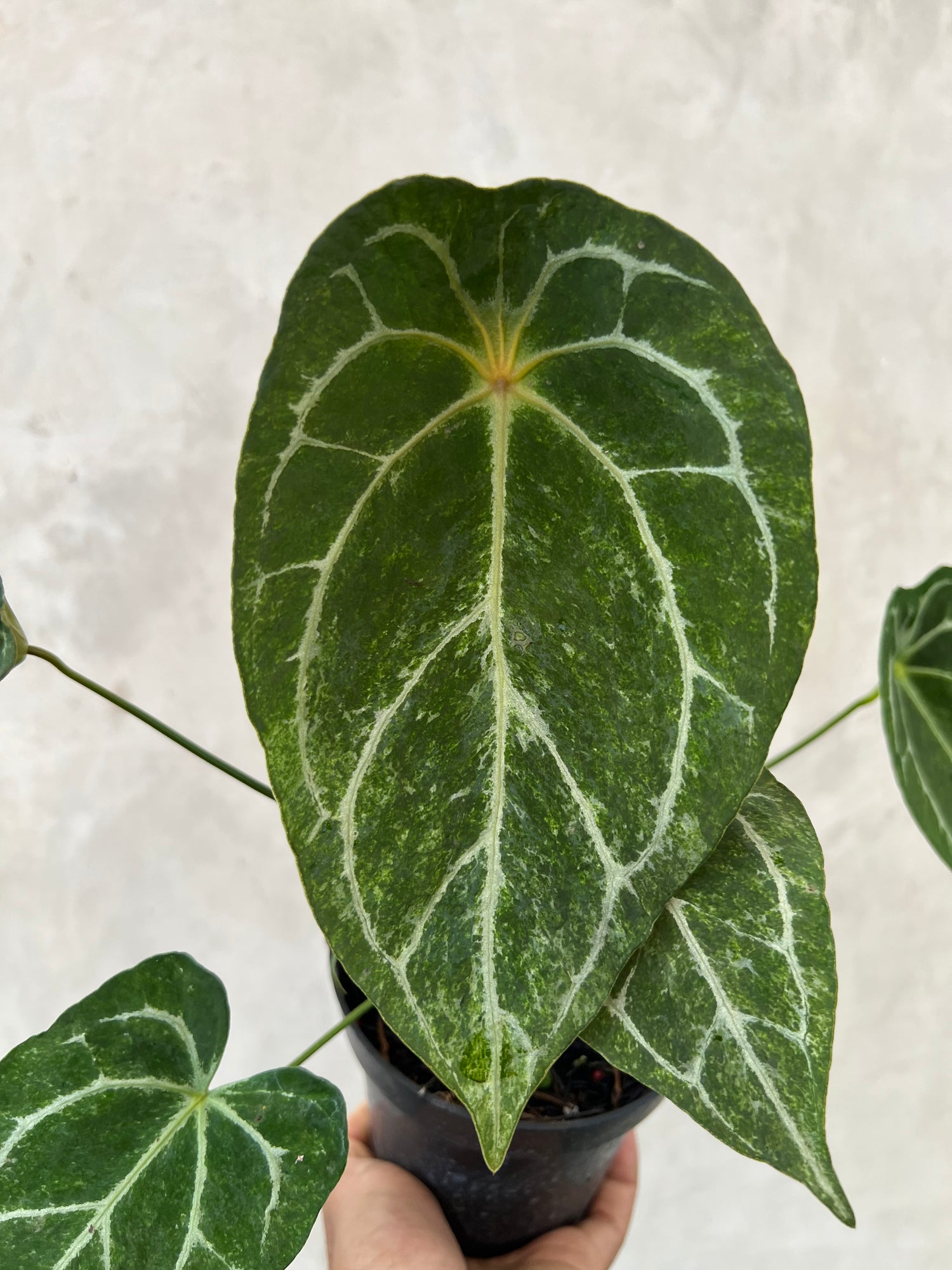 Anthurium Red Spider Platinum Variegated