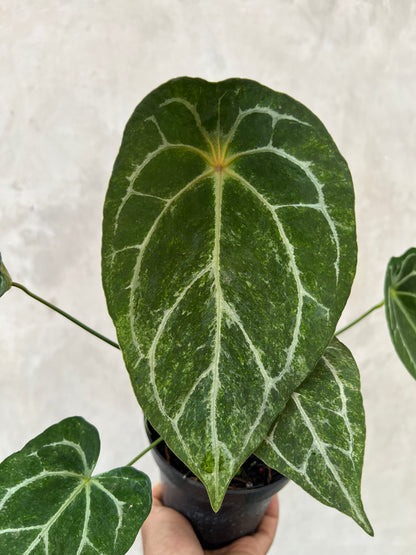 Anthurium Red Spider Platinum Variegated