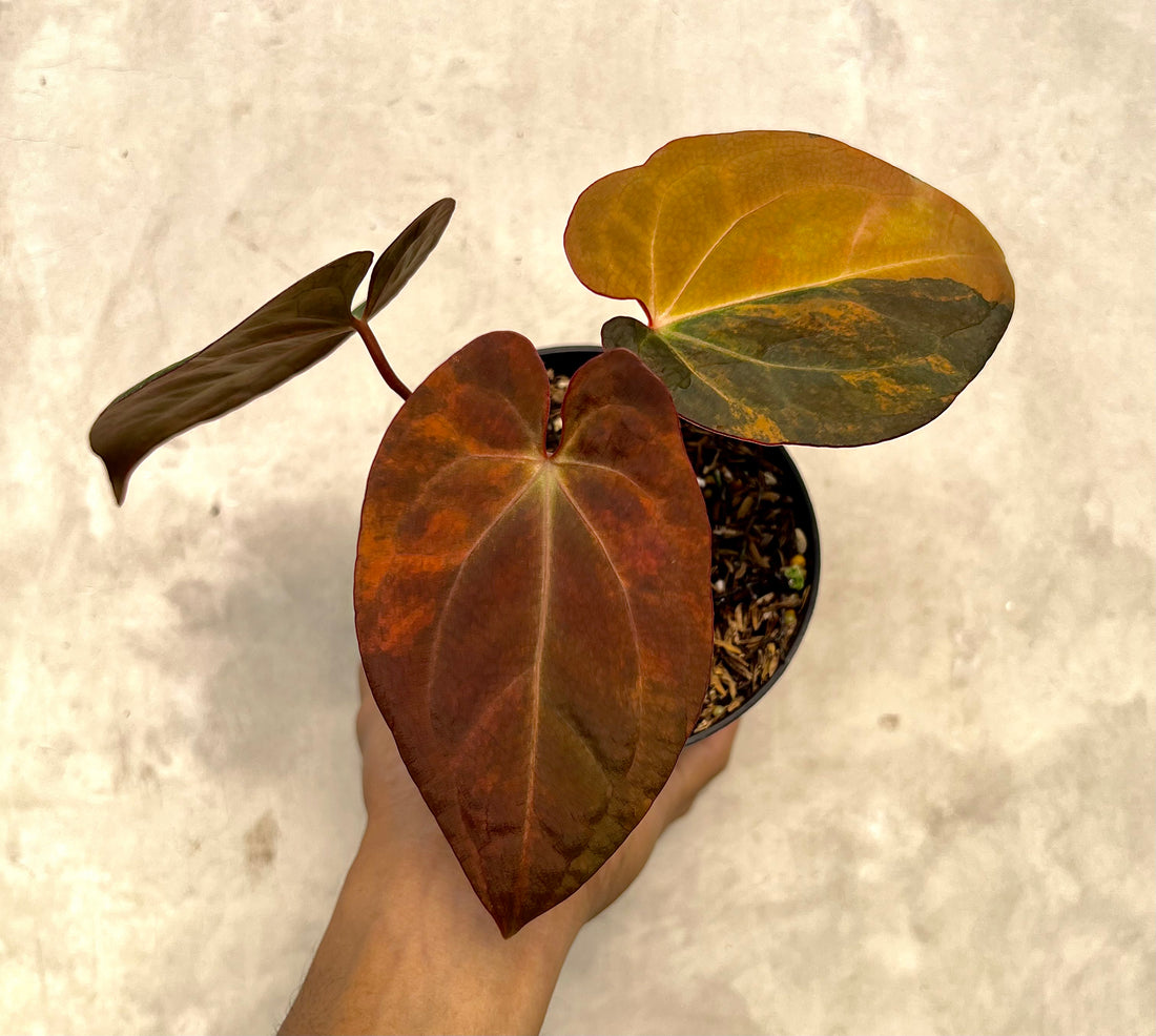Anthurium Black Venom x RVDP