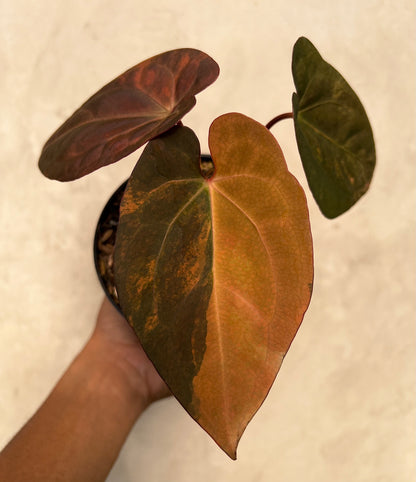 Anthurium Black Venom x RVDP