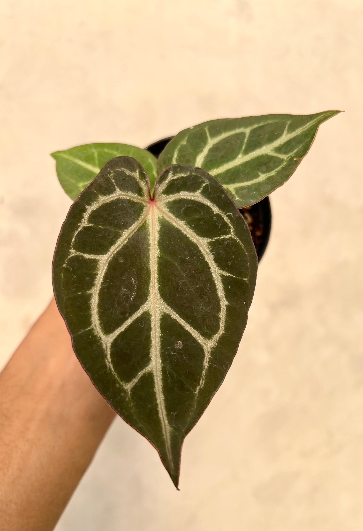 Anthurium Tortoise King