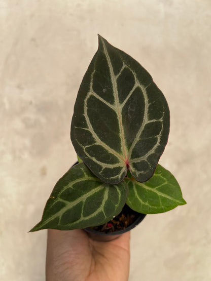 Anthurium Tortoise King