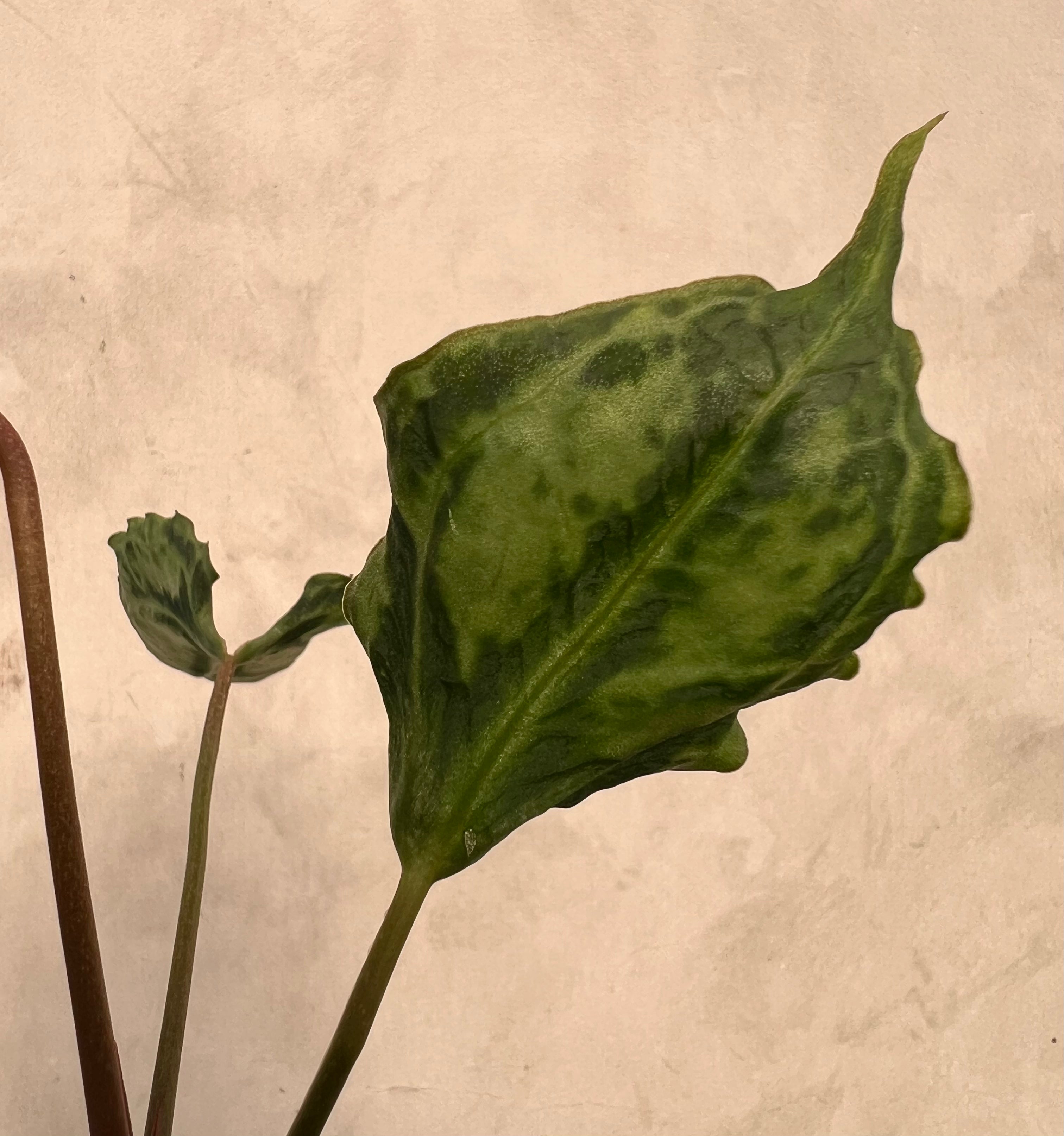 Anthurium Muchlis x Red Crystallinum NSE