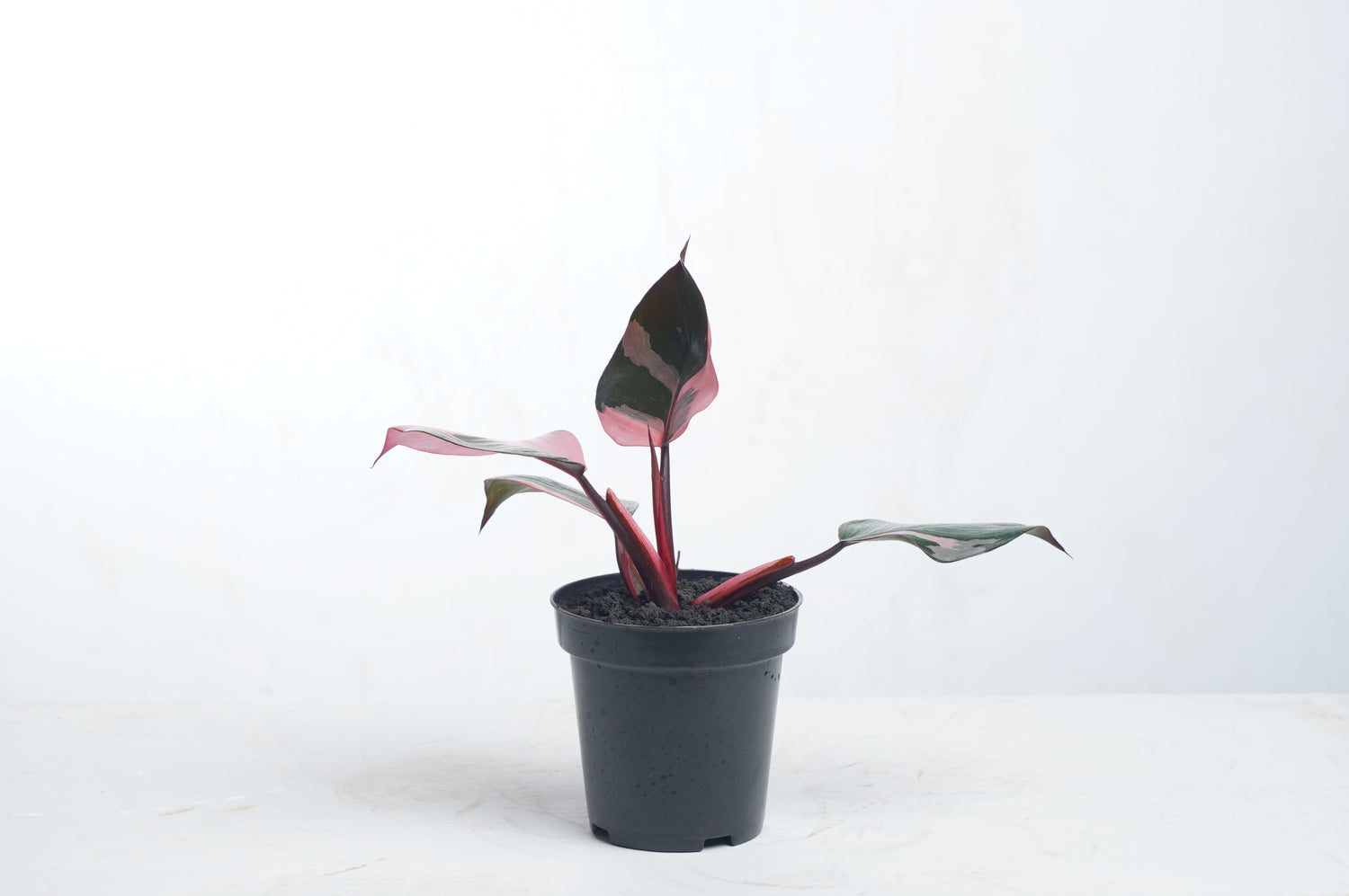 Philodendron White Knight Pink Variegated