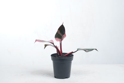 Philodendron White Knight Pink Variegated