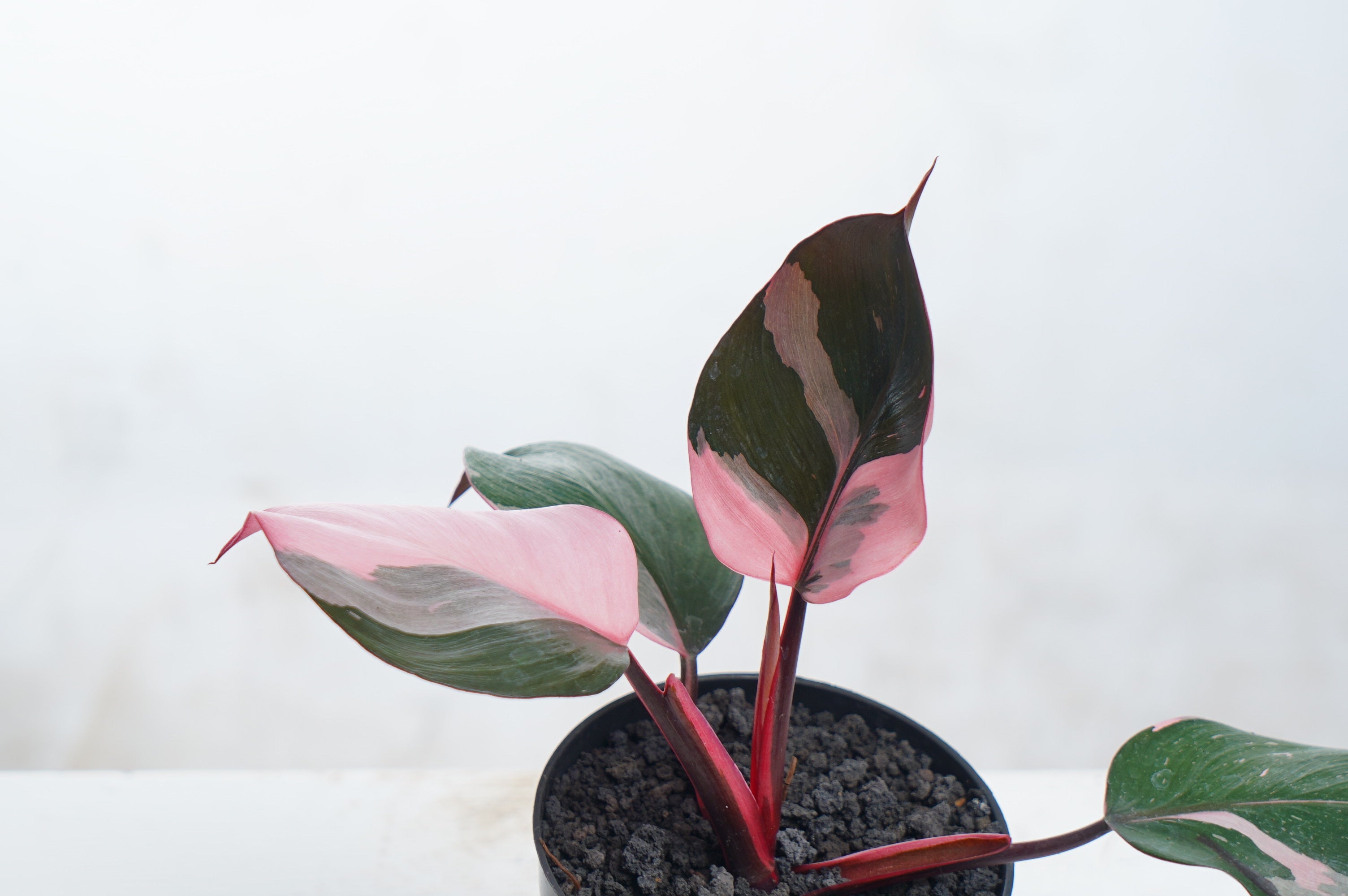 Philodendron White Knight Pink Variegated
