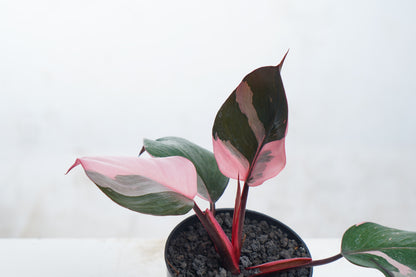 Philodendron White Knight Pink Variegated