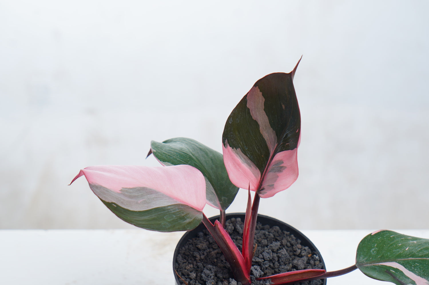 Philodendron White Knight Pink Variegated