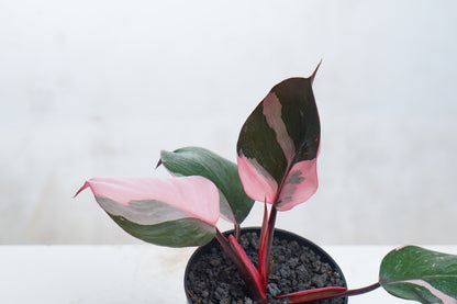 Philodendron White Knight Pink Variegated