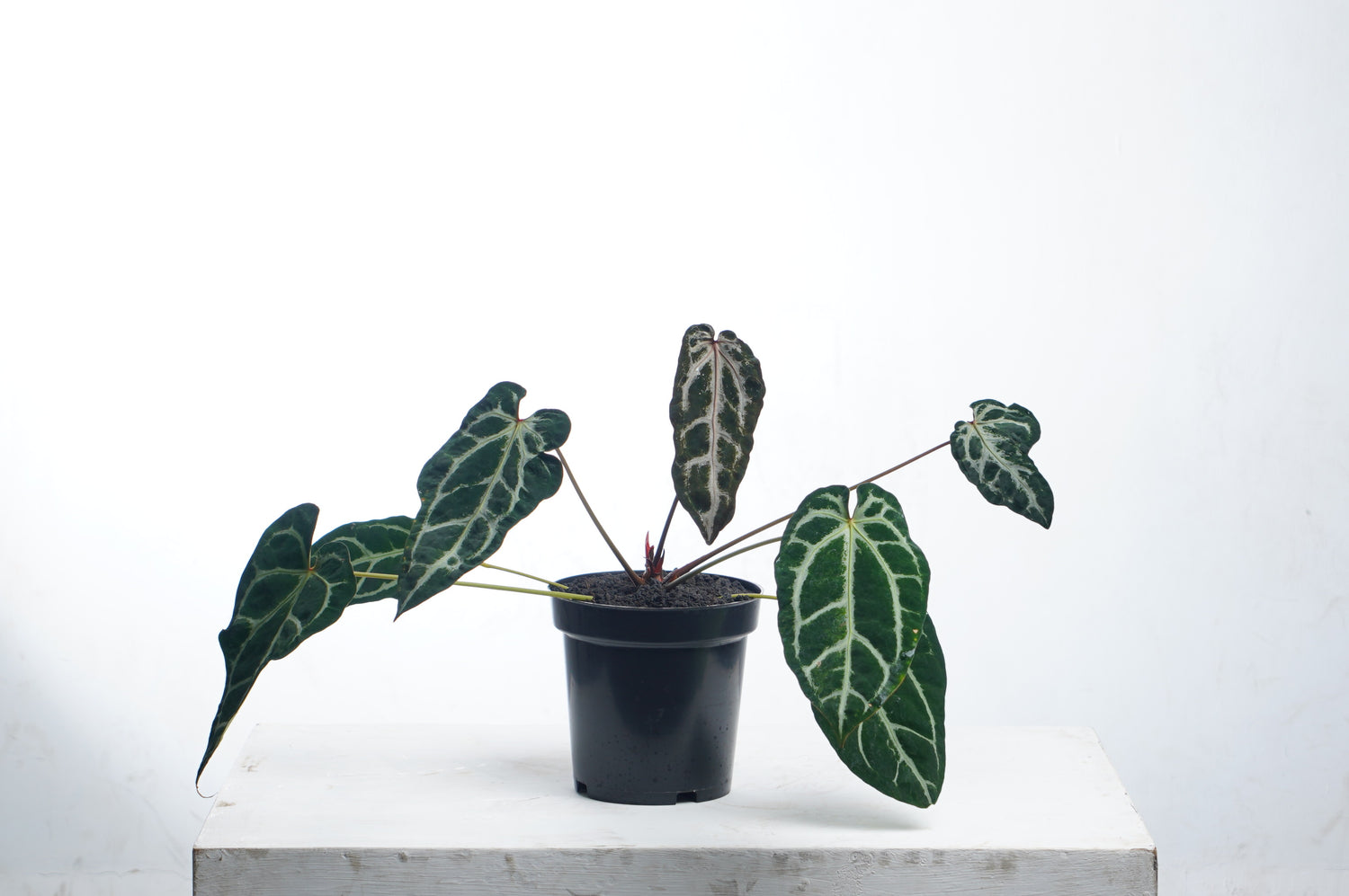 Anthurium Venom