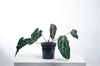 Anthurium Venom