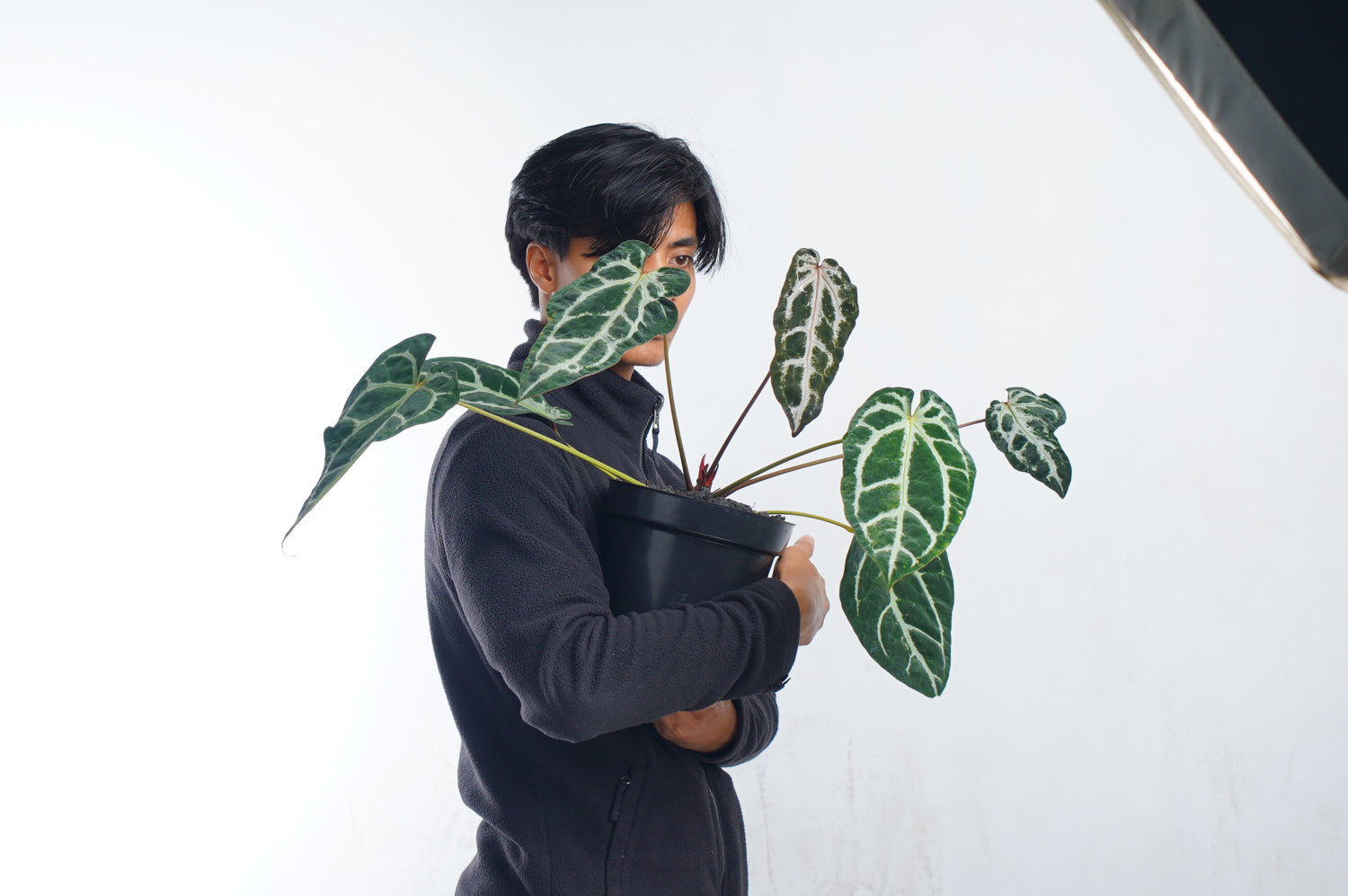 Anthurium Venom