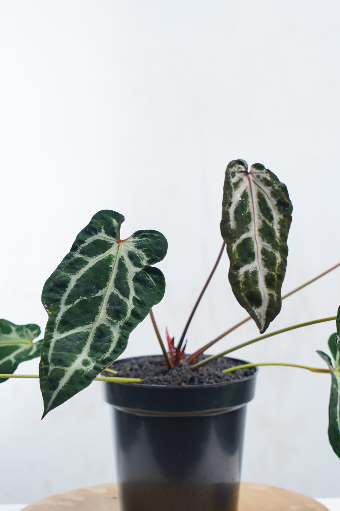 Anthurium Venom