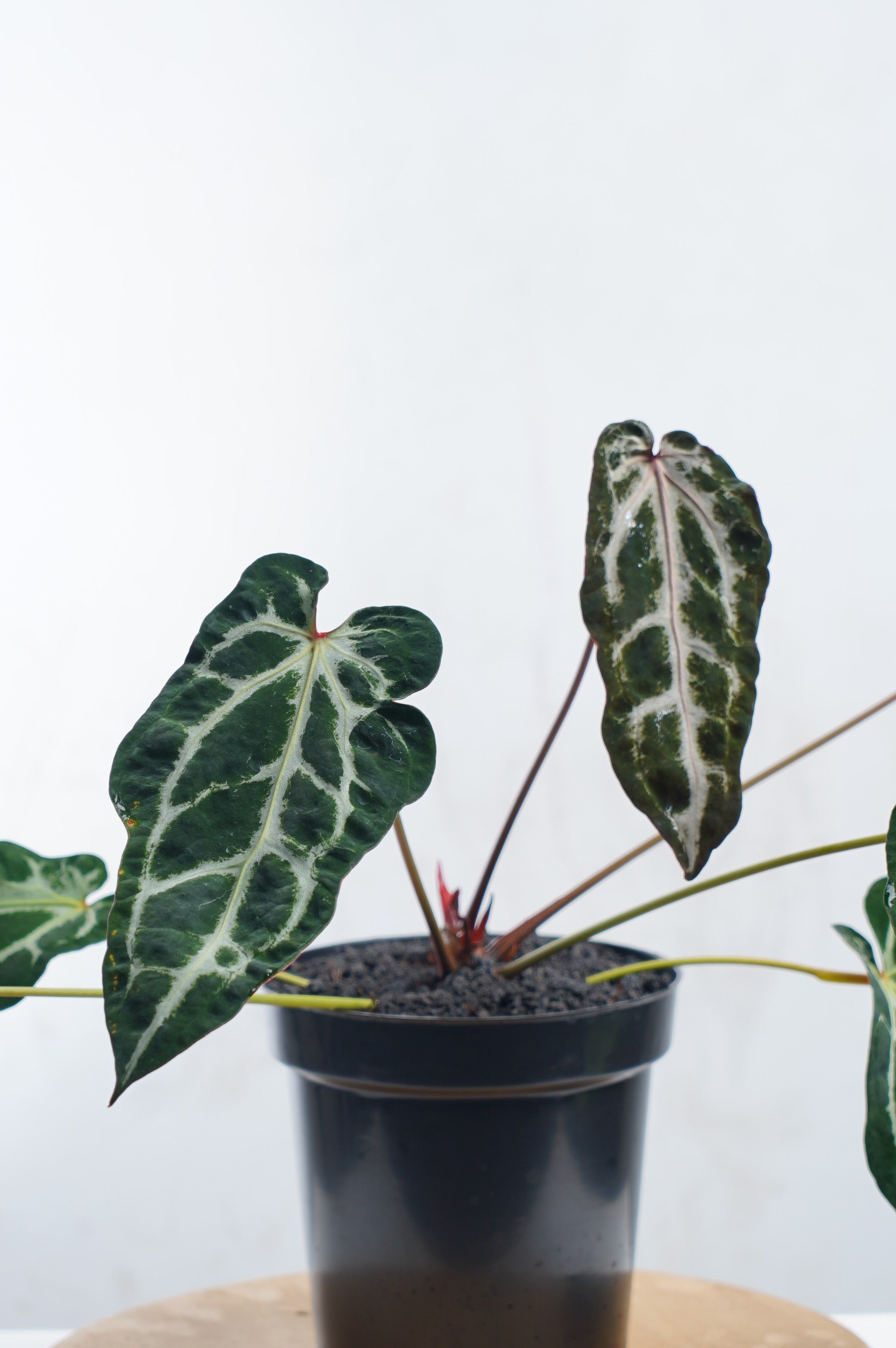 Anthurium Venom