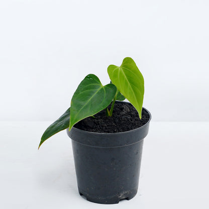 Anthurium King of spades x Waroqrueanum