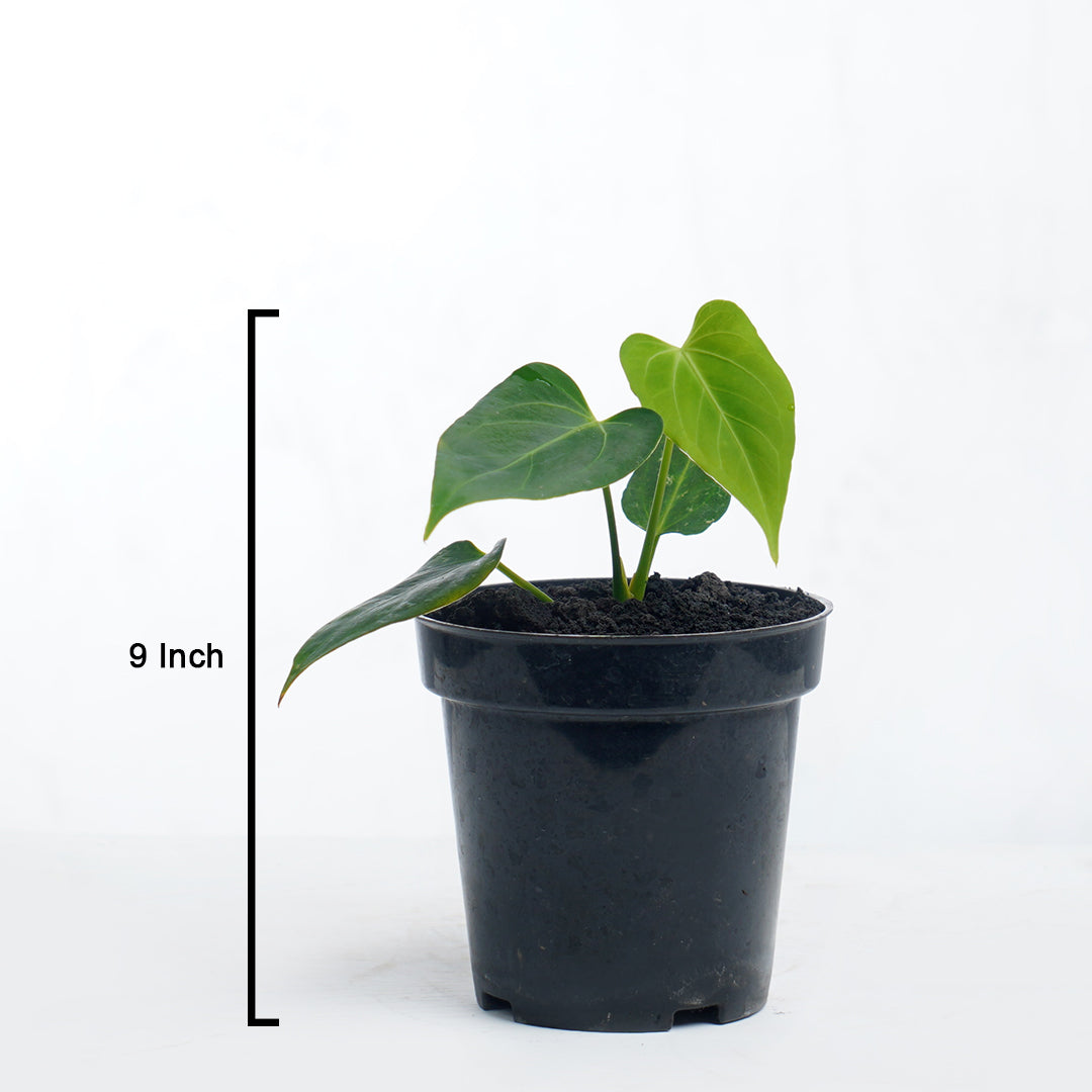 Anthurium King of spades x Waroqrueanum