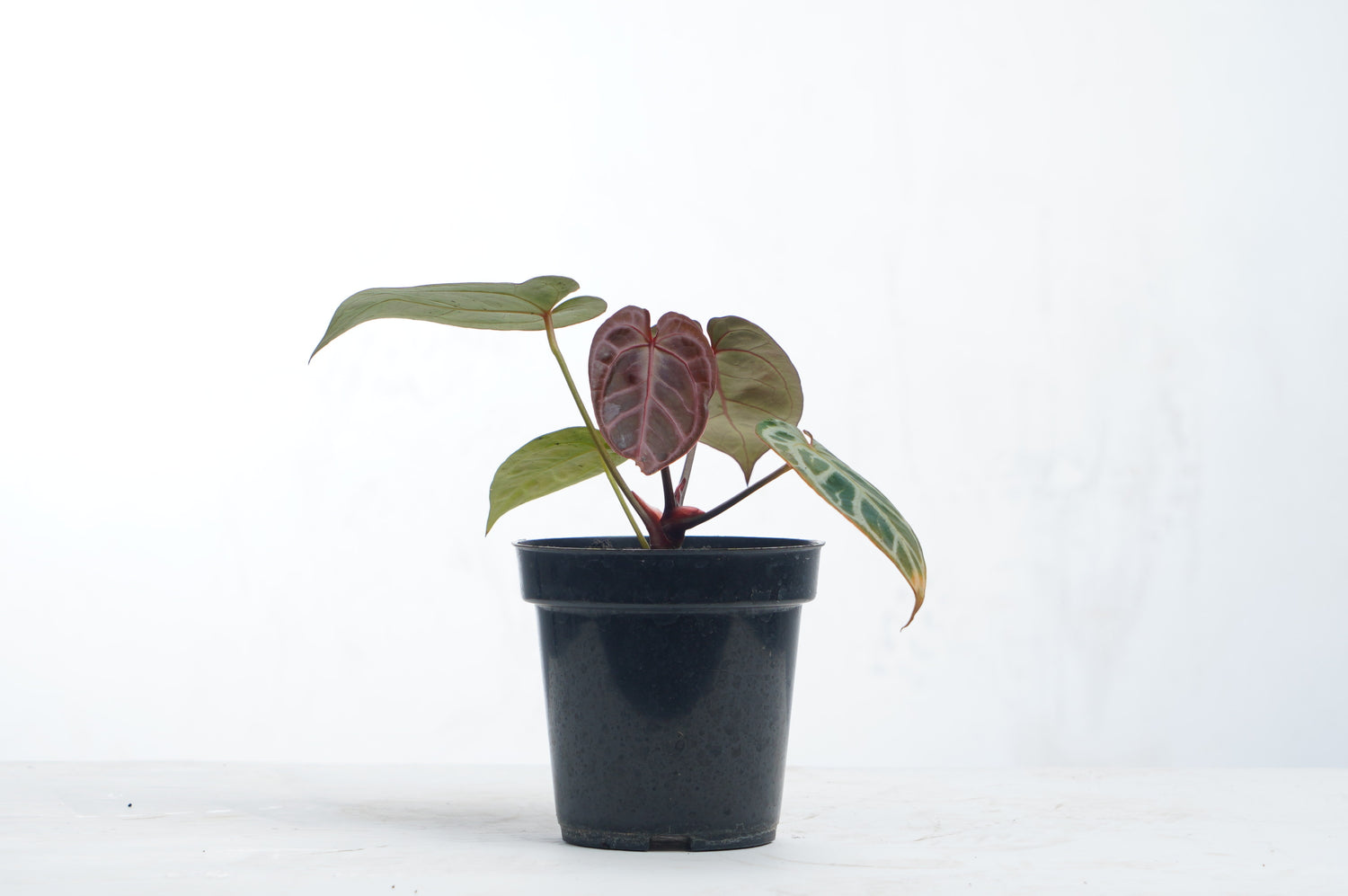 Anthurium Red Tiger