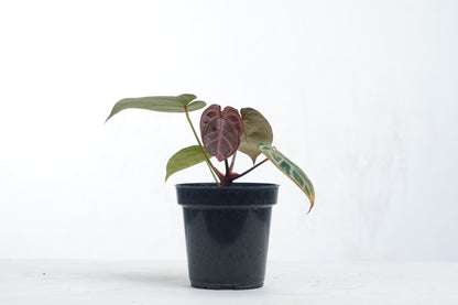 Anthurium Red Tiger