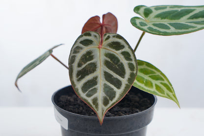 Anthurium Red Tiger