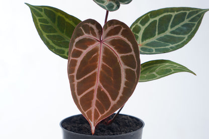 Anthurium King of Spades x RC