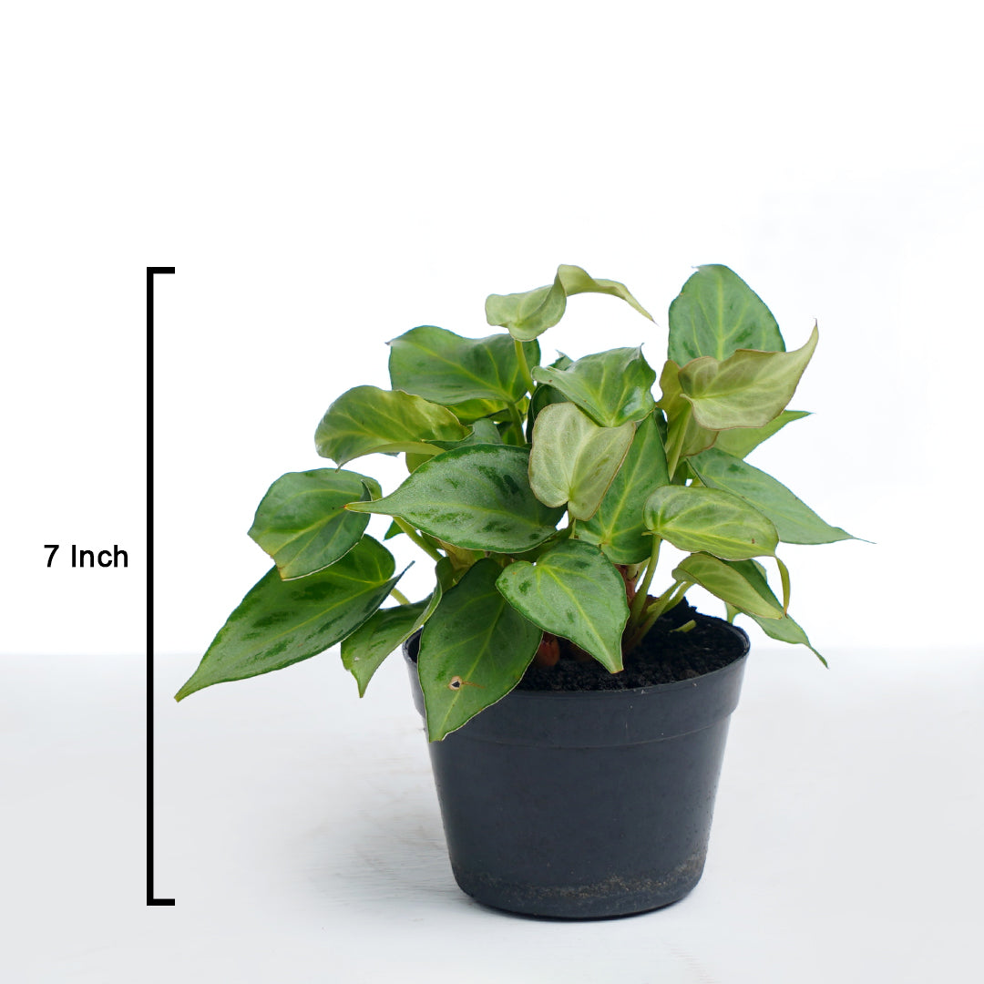 Anthurium Silver minions