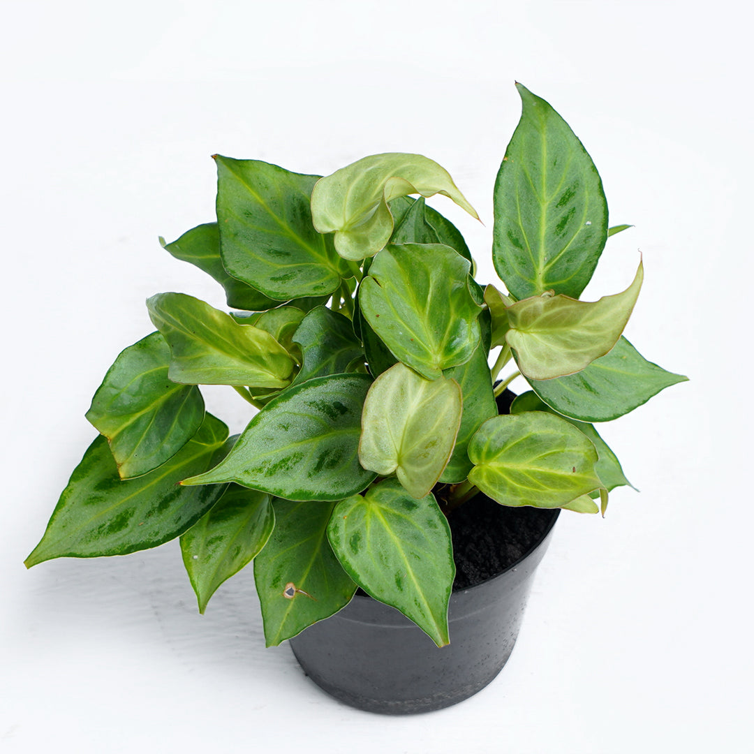 Anthurium Silver minions