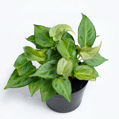 Anthurium Silver minions